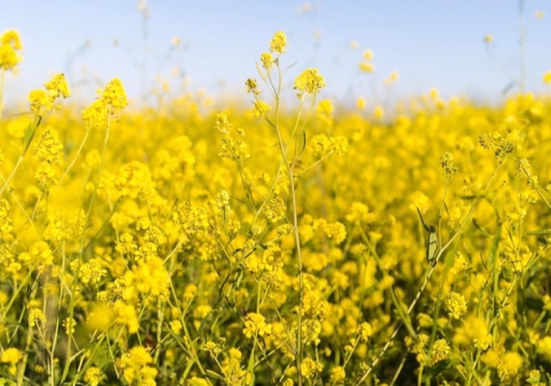Canola crop in full yellow flower under a pale sky