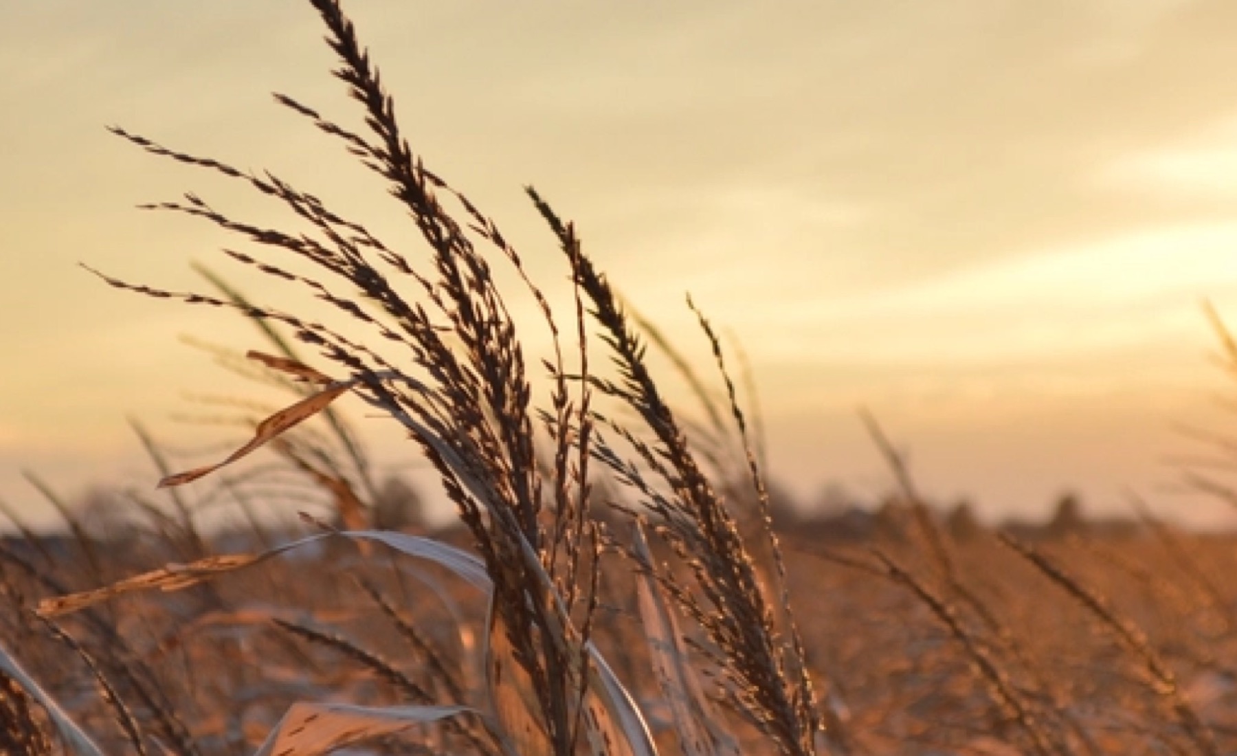 Ripe wheat heads against a low evening sky over a harvested paddock