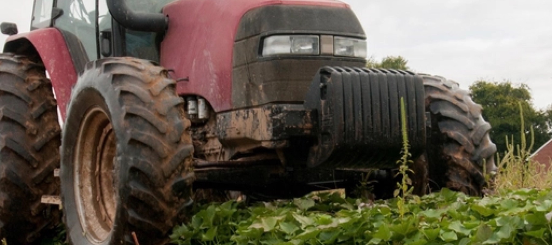 Mud-splashed red tractor working through a leafy crop