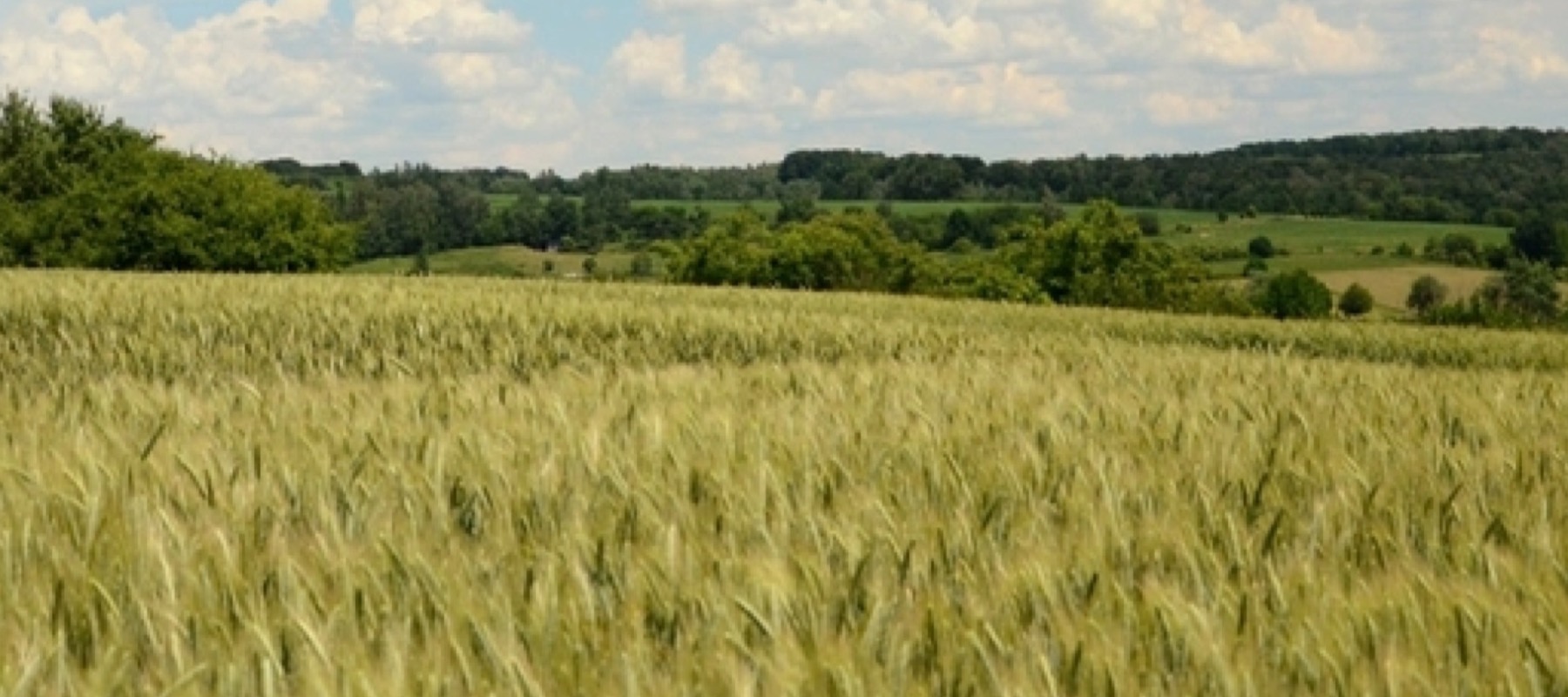 Green wheat crop filling a gently rolling paddock below a line of trees