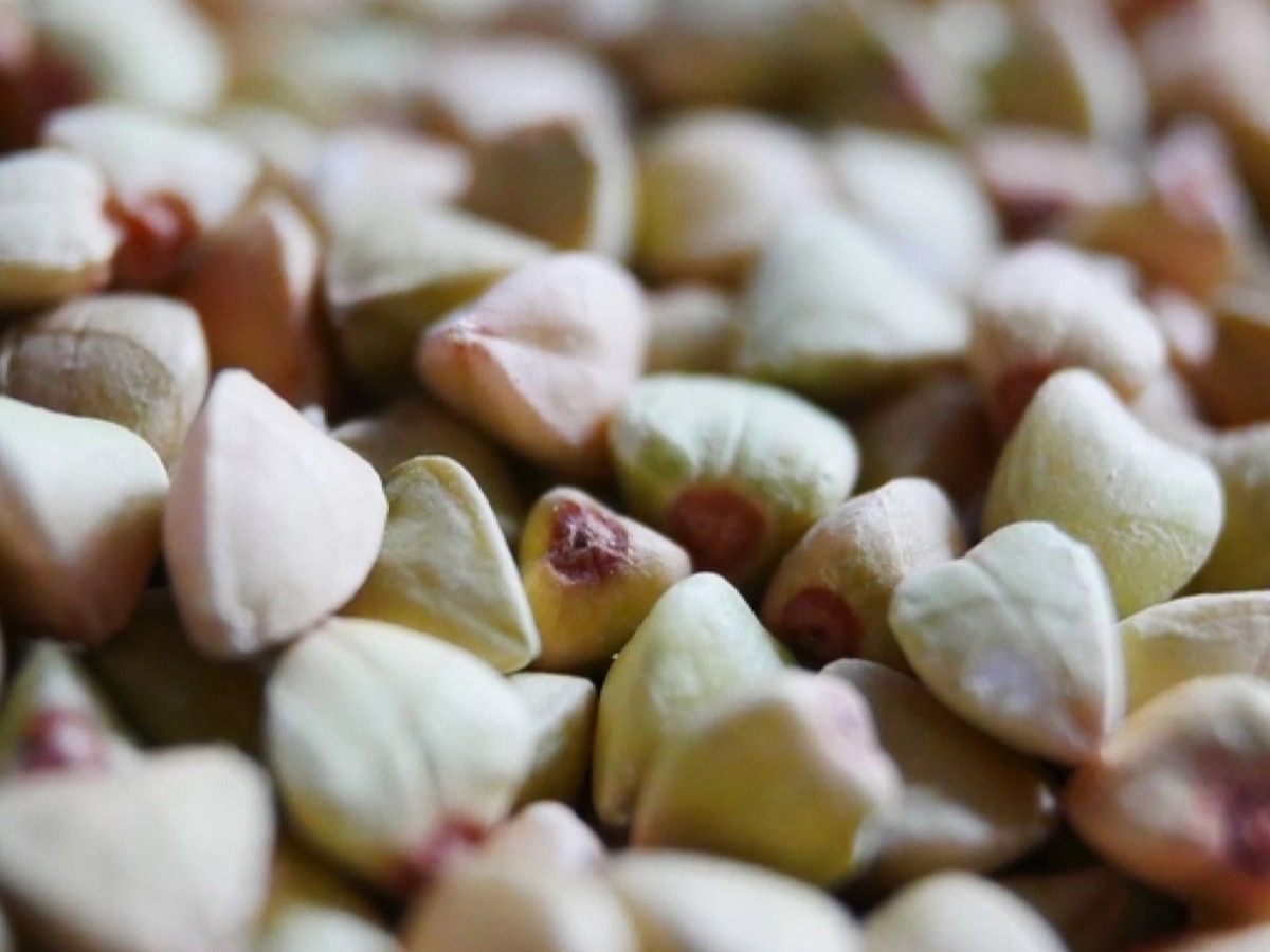 Close view of pale, triangular seed grains in a pile