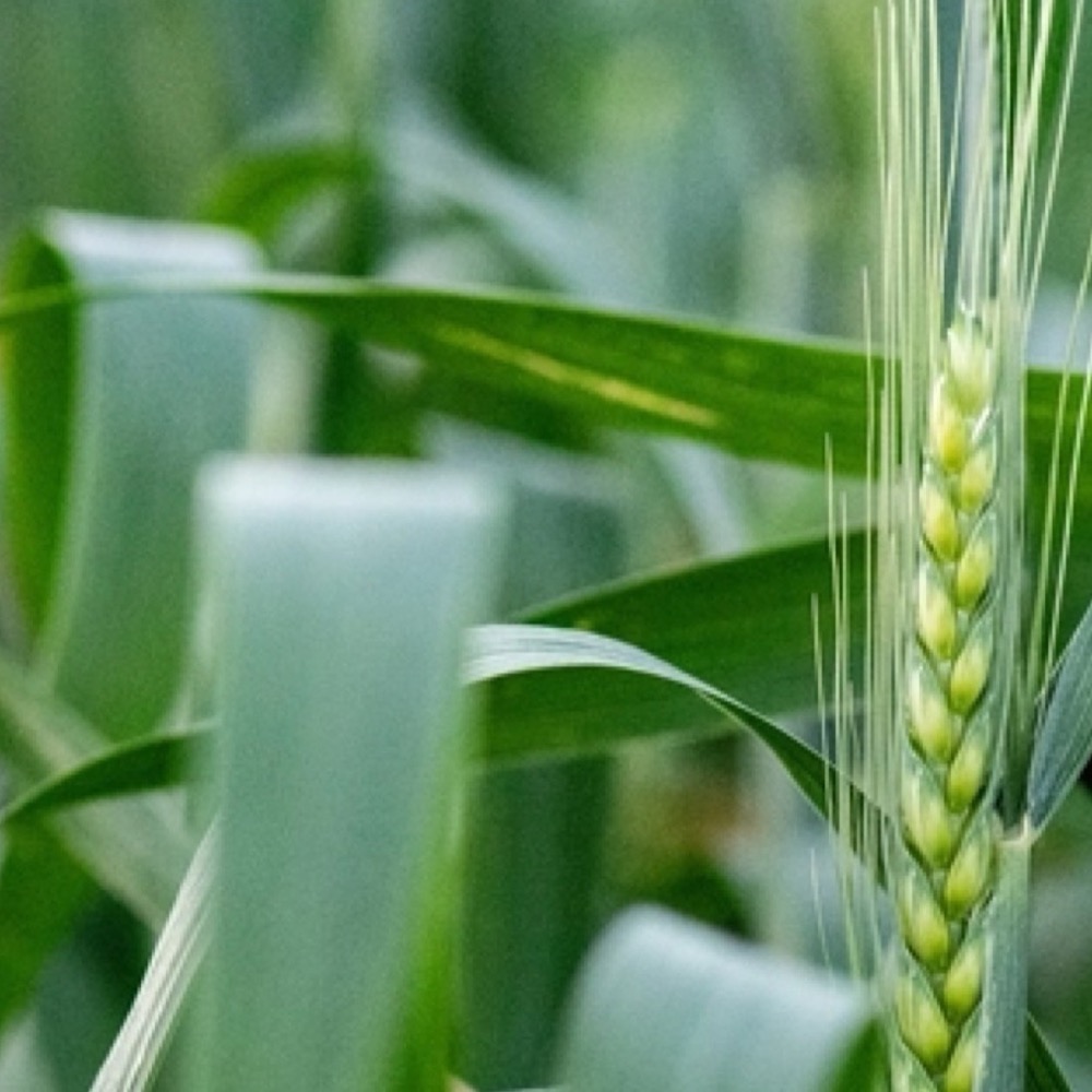 Close view of a green wheat ear among the flag leaves